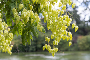10 GOLDEN RAIN TREE Goldenrain Koelreuteria Paniculata Yellow Flower Seeds